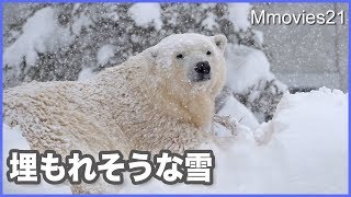 【大雪と癒やし】得意げにこちらを見るホッキョクグマリラ デナリの極上の昼寝場所 Snow & Healing Polar Bear