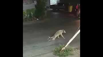 PERRO SIMULA DISCAPACIDAD LA SORPRESA DEL CONDUCTOR 
