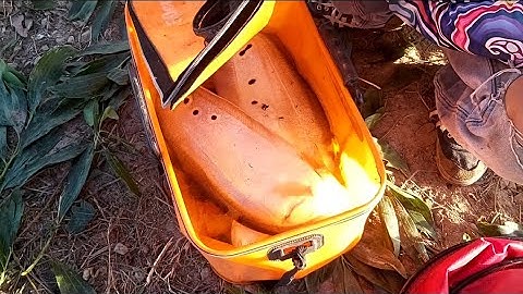 câu cá thác lác bằng cá chép con