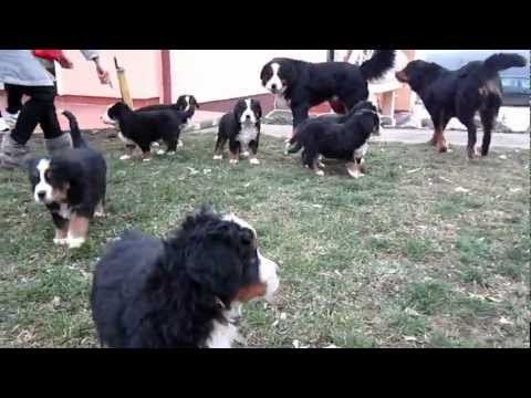 Video: Kako Hraniti Bernskog Planinskog Psa