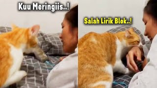 NGAKAK BANGET.!😂 Kucing Oren Marah-Marah Gara-Gara Suara Fals Majikannya Saat Nyanyi by Jaya Edutainment 18,342 views 5 months ago 3 minutes, 17 seconds