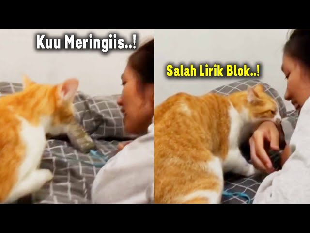 NGAKAK BANGET.!😂 Kucing Oren Marah-Marah Gara-Gara Suara Fals Majikannya Saat Nyanyi class=