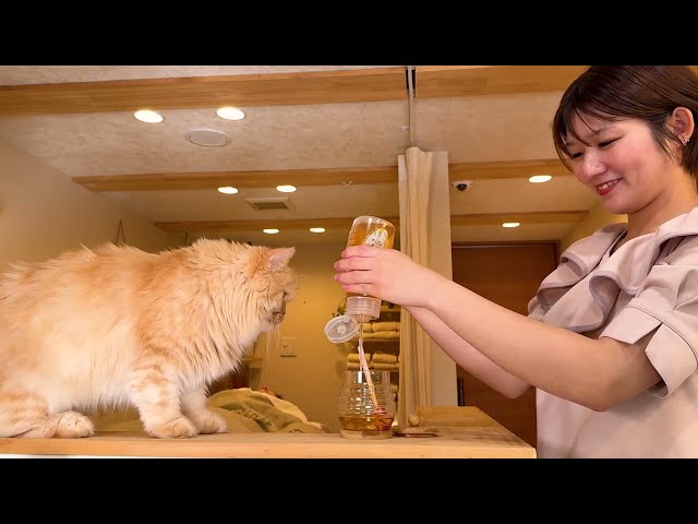 Japan's Fairy Tale Head Spa in Village with 8 Cats and 1 Owner (ASMR)