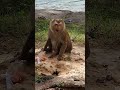 Monkey try to eat human snack #monkey #macaque