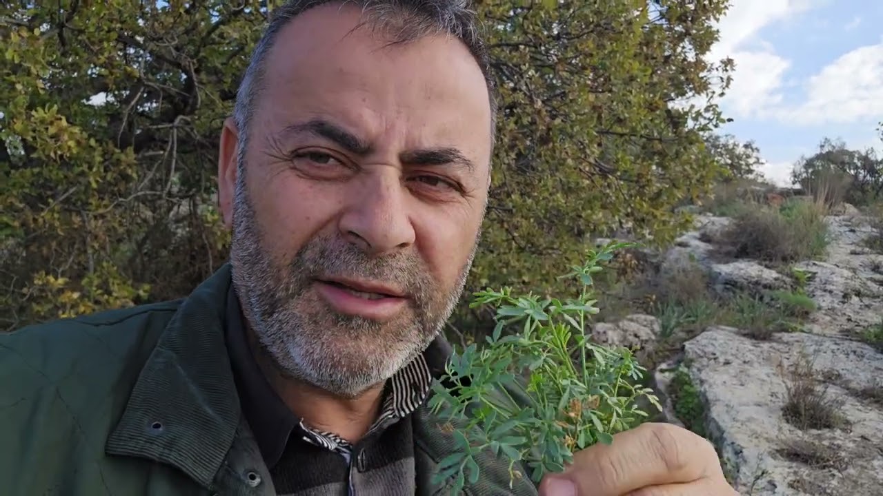 يالله الغيث (( جولة في ربيع بلدة جنين الصفا لواء الكوره ))