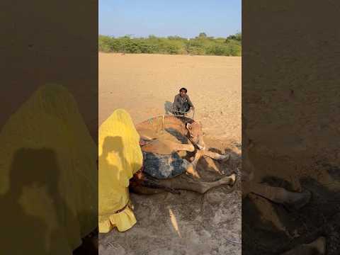 امرأة تستخدم كلتا يديها لمحاولة إزالة أنبوب ماء عالق في جمل