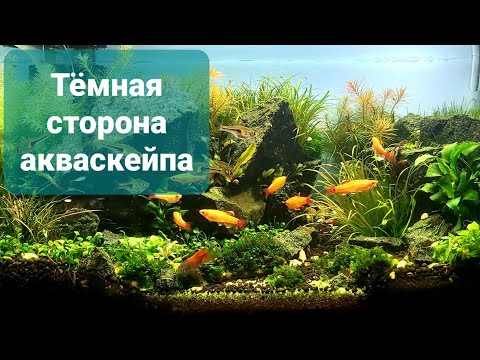 Видео: Тёмная сторона акваскейпа. О чем молчат скейперы.