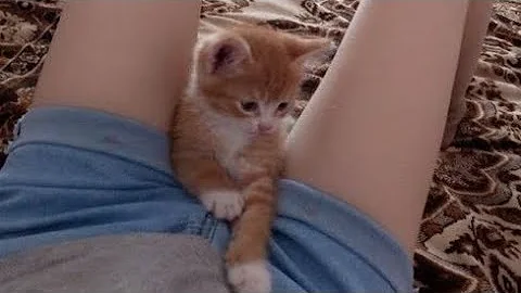 everyone i know has magic powers by TrapTrap // 1 hour ver // check disc if u want idc