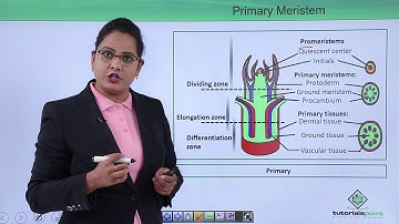 Class10th – Primary and Secondary Meristem | Anatomy of Flowering Plant (Hindi) | Tutorials Point