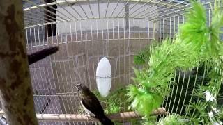 Японская амадина. Society Finch. Тест екшн-камери GoPro HERO4 Silver Edition Японская амадина. Society Finch. Тест екшн-камери GoPro HERO4 Silver Edition