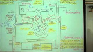 ANATOMY; CIRCULATORY SYSTEM; PART 1 by Professor Fink