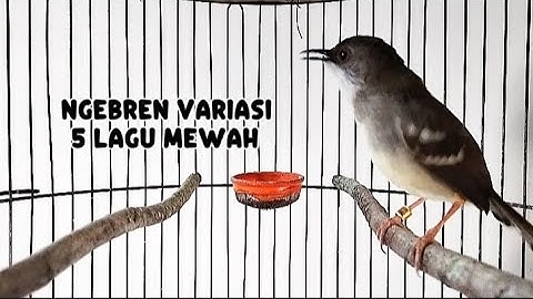 Masteran ciblek ngebren variasi