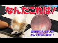 呼吸が出来ず段々弱っていく犬が手術で見つかった鼻の中に入っていた驚きの異物がこいつです！【チワワ】