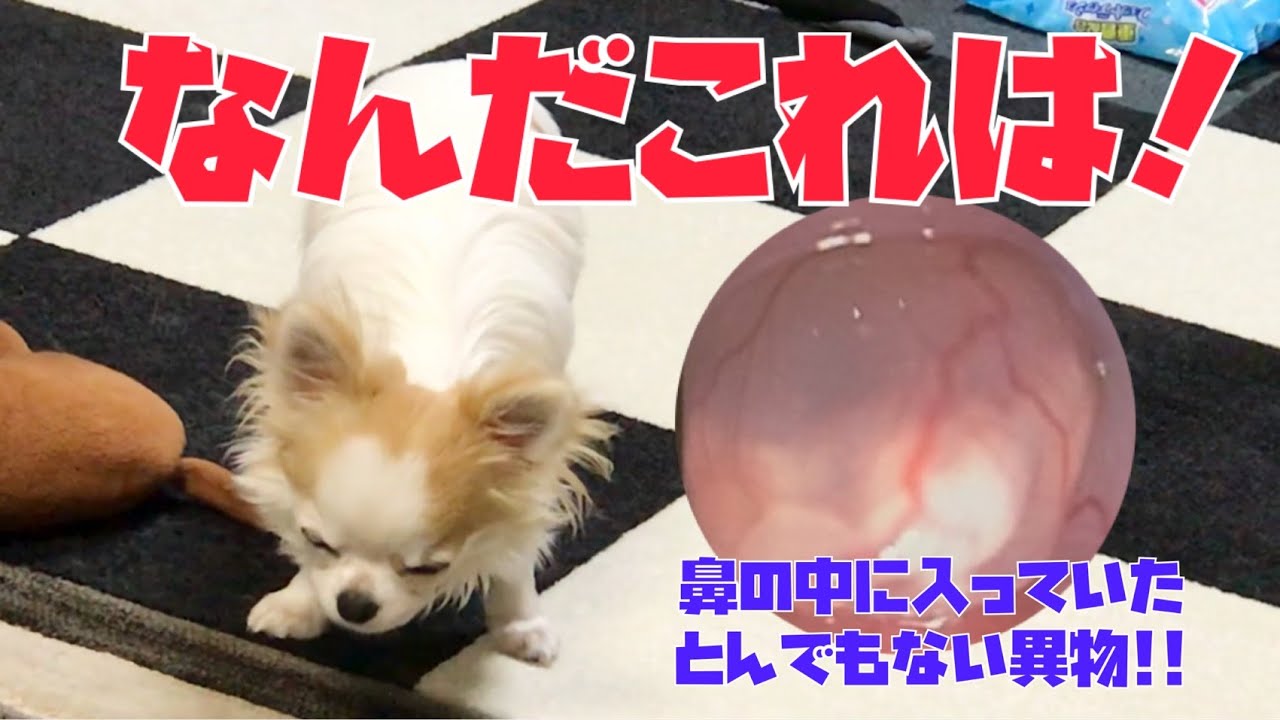 呼吸が出来ず段々弱っていく犬が手術で見つかった鼻の中に入っていた驚きの異物がこいつです チワワ Youtube