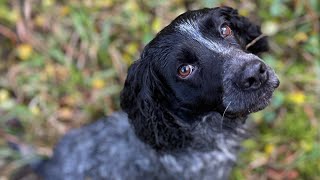 Rough Shooting for Pheasants and Partridges