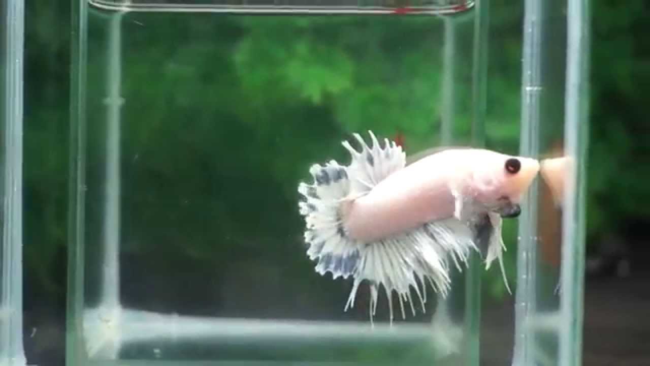 ショーベタ クラウンテールプラカット 片目アルビノ Betta Fish Crown Tail Red Eye Youtube ショーベタ クラウンテールプラカット 片目アルビノ Betta Fish Crown Tail Red Eye Youtube
