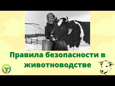 Видео: Почему для животноводов важны правила безопасности?