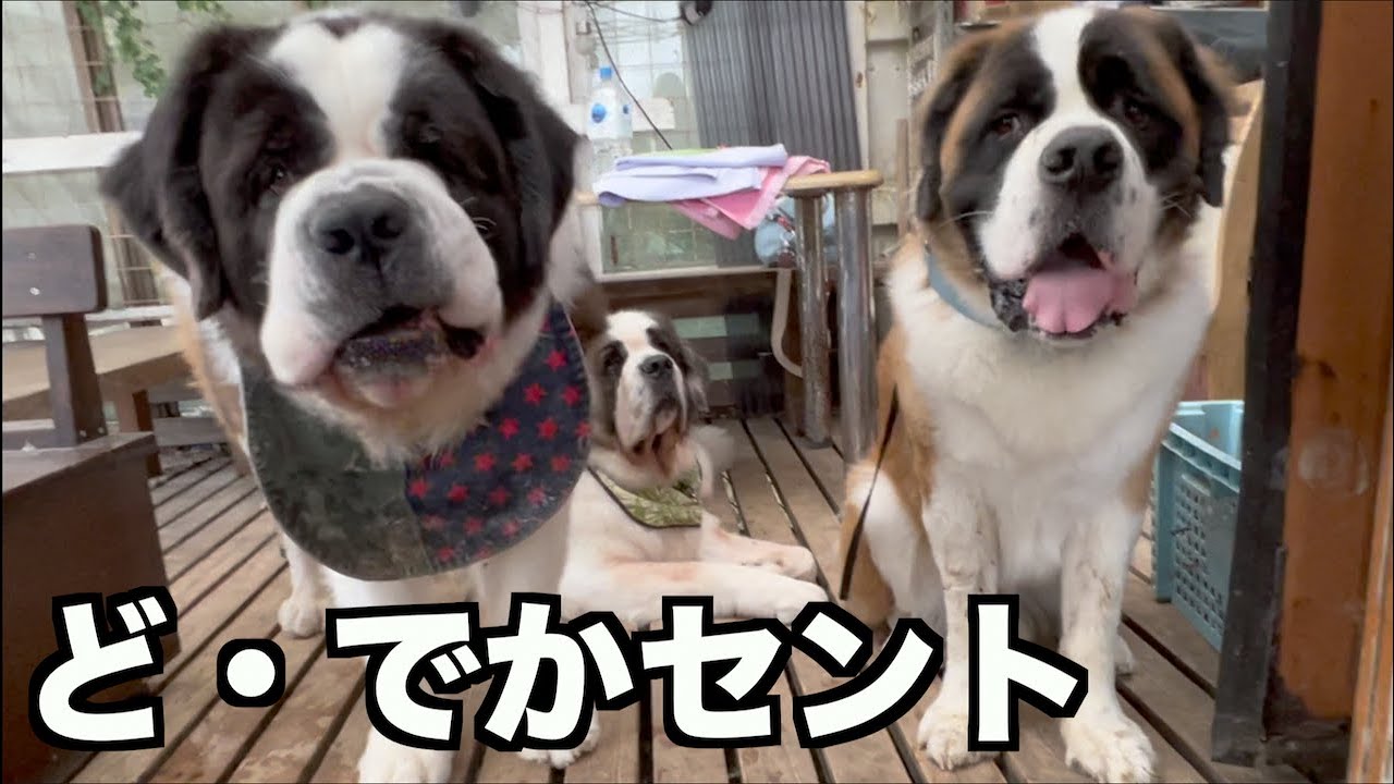 超でかセントバーナードと遊んできた Youtube
