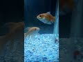 #short #goldfish