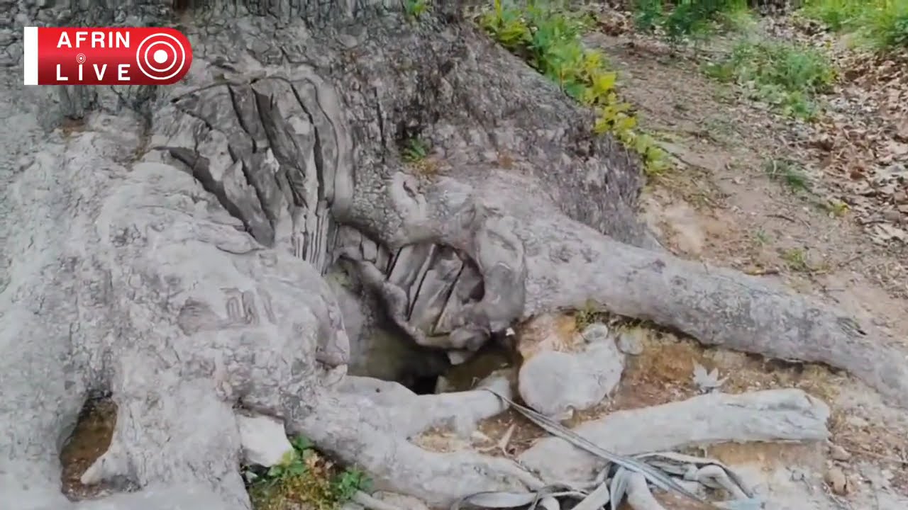 جولة في ربوع تل غازي كفردلة عفرين