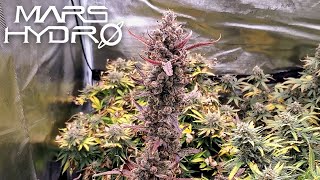 Fast Buds West Coast OG FINAL (Trim, Dry Weight, & Cure) - The Mars Grow: S2 EP8 | Mars Hydro FC6500