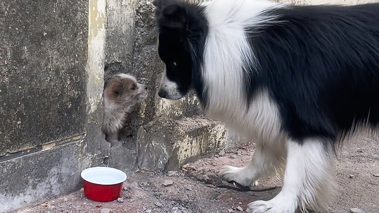 К двери прибежал щенок, спрятался в дыре в стене и не вылезал...