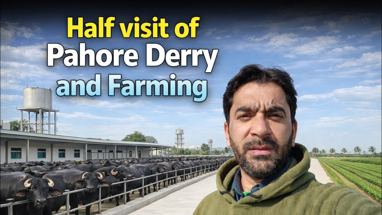 Half Visit of Pahore Dairy & Farming || Second Vlog 