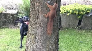 Pets VS Squirrels Compilation! (Cats and Dogs chasing squirrels)