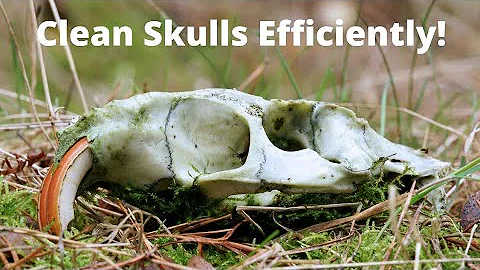 Cleaning Skulls With Dermestid Beetles! Easy!