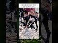 Milk from Goats When Machinery Meets Tradition – How Technology Is Revolutionizing Agriculture #usa