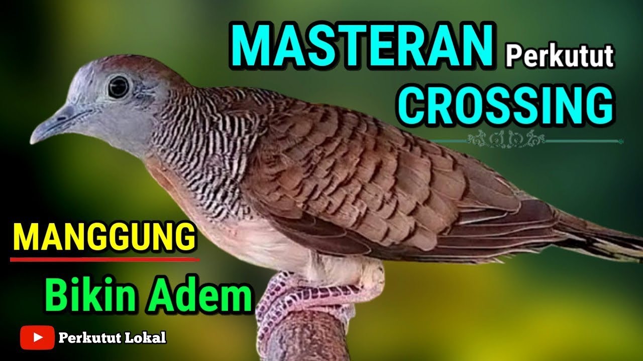 Suara Perkutut Crossing Gacor Manggung Masteran Agar Cepat Bunyi Paling Ampuh #perkututlokal 