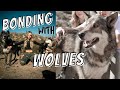 Taking Tayler and THE COMPOUND to hang out with WOLVES! The Wolf Connection