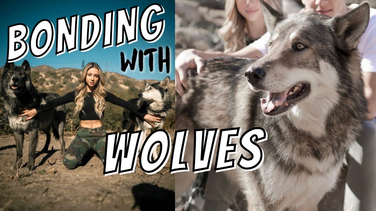 How You Can Help Save The Wolves | Charly Jordan x Forrest Galante