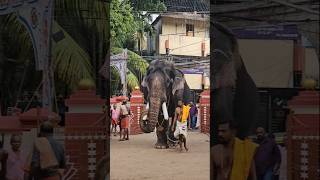 പാമ്പാടി രാജൻ മാസ്സ് എൻട്രി || pampadiRajan #pampadirajan #elephant #shortsvideo #technotraveller