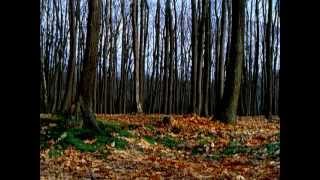 Télépopmusik - Into Everything