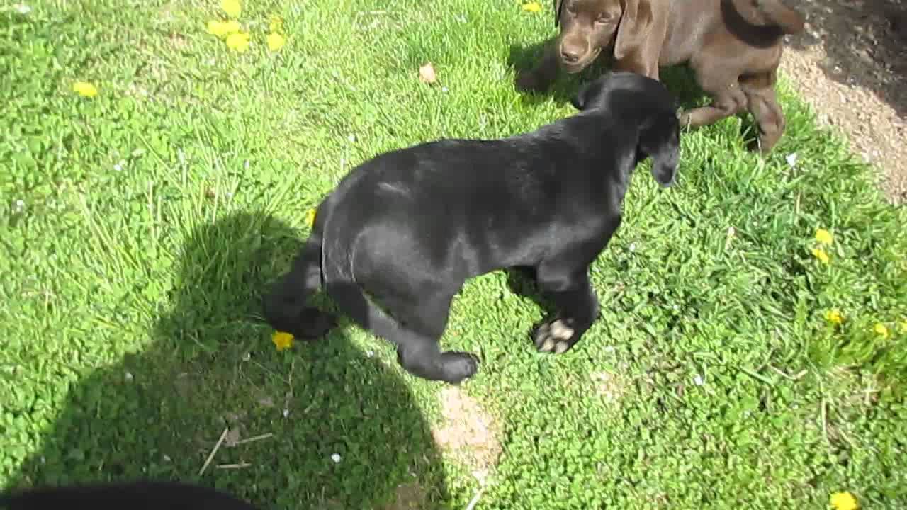 Labrador Retriever Puppies For sale In Pa. - YouTube