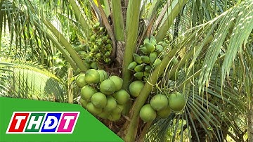 Cây dừa phát triển bền vững nhờ phân bón hữu cơ | Hữu cơ cho nông sản Việt - 25/11/2025 | THDT