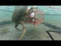GoPro Pier Crabbing '13