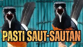 MATERI MEWAH !! Suara Pancingan Murai Batu Gacor AMPUH Menaikkan EMOSI Murai Agar Bunyi Gacor
