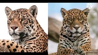 Youns Jattak And Monvar Jattak 14, 2022