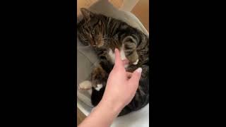 ❤️🫶🏻🤗🐈 #catlovers #catlife #cat #funnyanimals #кіт #cake #pisica #funny #music by Our cute Cats - Наші милі Котики 219 views 3 weeks ago 1 minute, 13 seconds