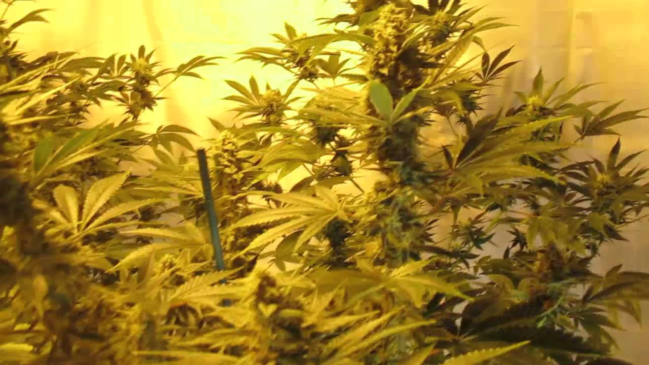 cotton candy grow week 5 YouTube