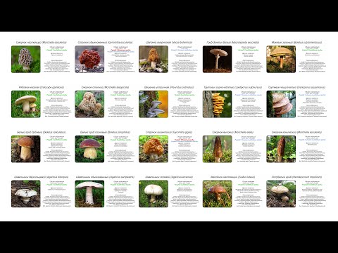 Видео: Являются ли gyromitra esculenta редкостью?