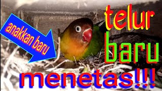 suara Anakkan lovebird baru menetas
