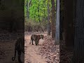 Bandhavgarh National Park safari costs 🐅 #bandhavgarh #wildlife #tiger #shorts #short