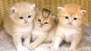 Three cute little kittens 😍 The best medicine for your heart ❤️