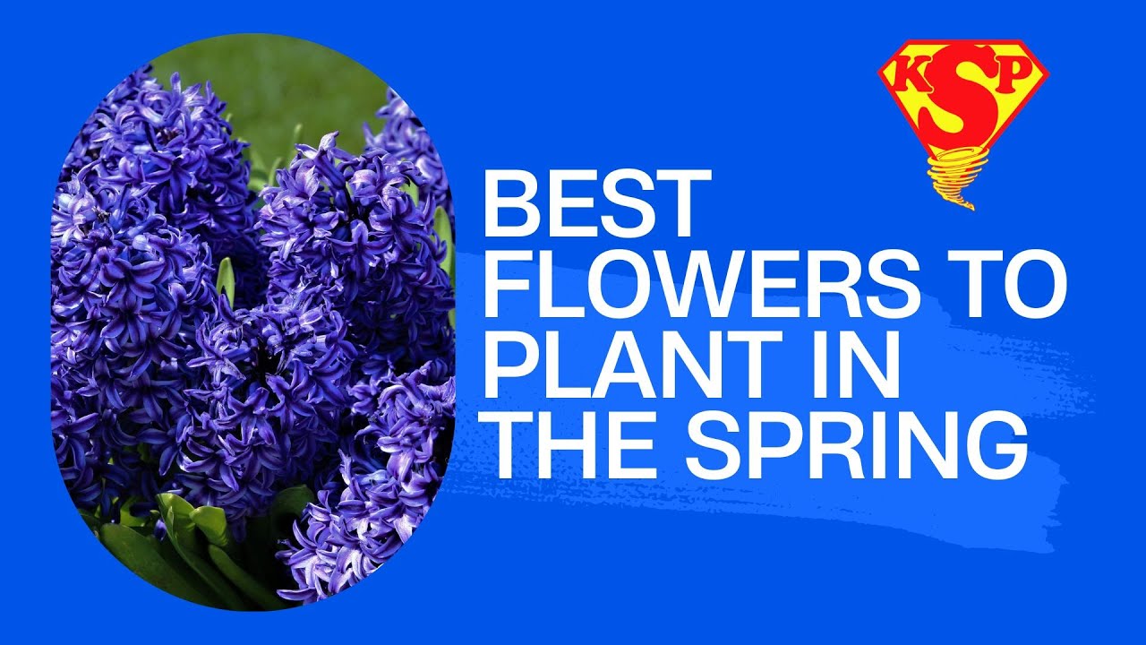 BEST FLOWERS TO PLANT IN THE SPRING YouTube
