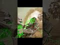 THANOS FATALITY ON ULTRON #shorts #mk1 #gaming