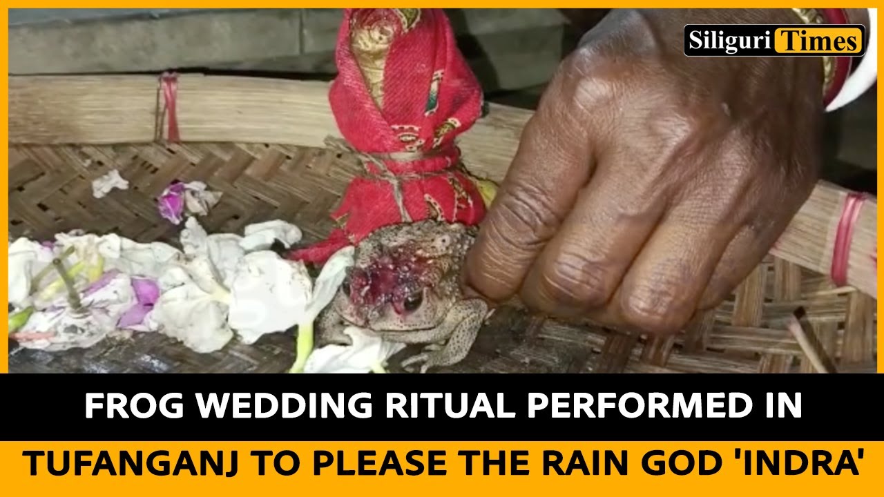 frog-wedding-ritual-performed-in-tufanganj-to-please-the-rain-god