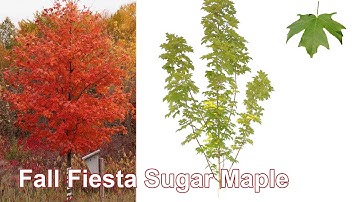 Fall Fiesta Sugar Maple